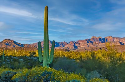Lone Saguaro, Organ Pipe Cactus National Monument, AZ