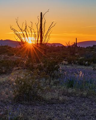 Sunburst through an ocotillo,  Organ Pipe Cactus National Monument, AZ