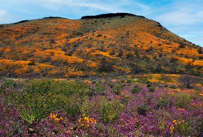 Peridot Mesa covered with Mexican Gold Poppies, Owl's Clover, and Fiddlenecks, San Carlos Apache Reservation, AZ