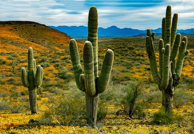 Saguaros at Peridot Mesa, AZ