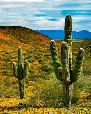 Saguaros at Peridot Mesa, San Carlos Apache Reservation, AZ