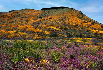 Peridot Mesa covered with Mexican Gold Poppies, Owl's Clover, and Fiddlenecks,  San Carlos Apache Reservation, AZ