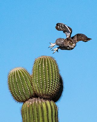 Great Horned Owl launching from a Saguaro Cactus, Scottsdale, AZ