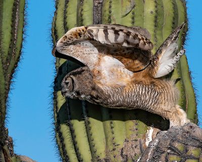 Great Horned Owl leaving the nest to search for food.