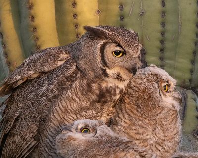 Owls
