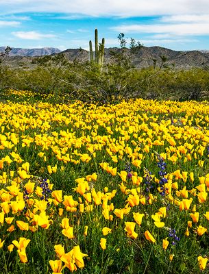 Mexican Gold Poppies and Lupines, Alamo Lake State Park, AZ