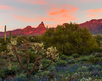 Sunset at Organ Pipe Cactus National Monument, AZ