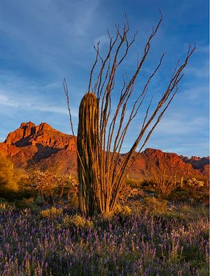 Lupines, Saguaro, and Ocotillo, Organ Pipe Cactus National Monument, AZ