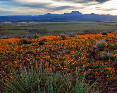 Yuccas and Poppies, Peridot Mesa, San Carlos Apache Reservation, AZ