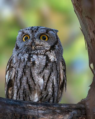 Western Screech Owl, Lo Lo Mai Springs, Sedona, AZ