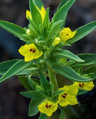 Desert Gold Snapdragon, Death Valley National Park, CA