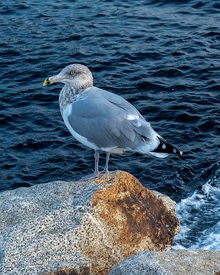 Herring Gull (juvenile) at Nubble Head Lighthouse, ME