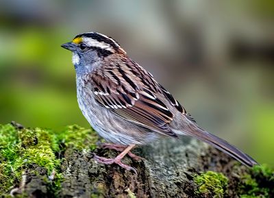 White-throated Sparrow, Magee Marsh, Ohio