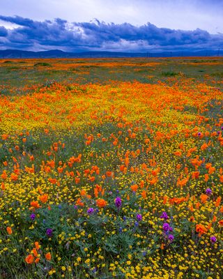 Poppies, Lupines, Goldfields, Antelope Valley, CA.jpg