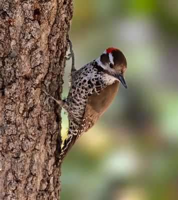 Arizona Woodpecker, Ash Canyon, AZ
