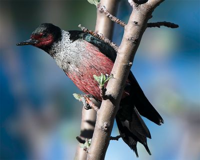 Lewis' woodpecker, Sedona, AZ