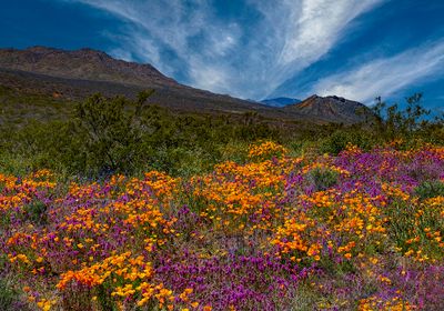 Poppies and Owl Clover, Peridot Mesa, San Carlos Apache Reservation, AZ