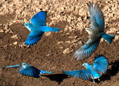 Stock Pond Birds of the Verde Valley