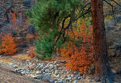 Ponderosa Pine along Clear Creek, Zion National Park, UT