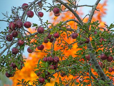 Apple Tree, Acadia National Park, ME