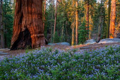 Sequoia and blue flowers, Sequoia National Park, CA