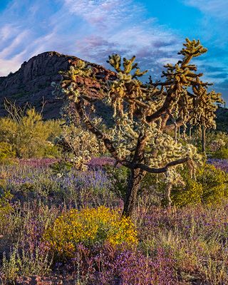 Chain Cholla Cactus, Organ Pipe National Monument, AZ