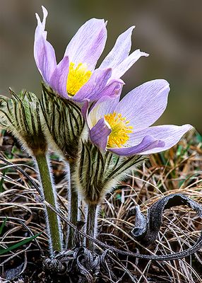 Pasque Flowers, Harlem Hills Prairie, IL