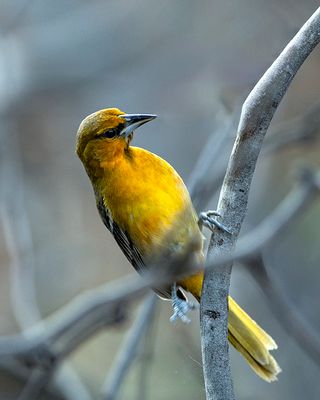 Birds of Southern Arizona