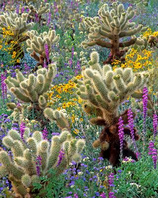 Desert Wildflowers and Cacti