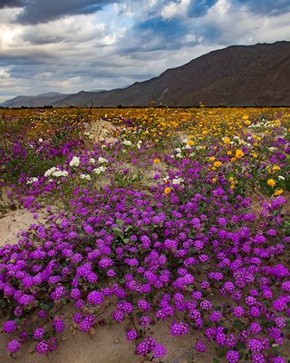 Sand Verbena, Evening Primrose, and Desert Gold Sunflowers, Anza Borrego Desert State Park, CA