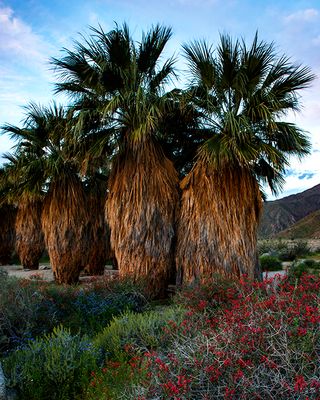 Chuparosa, Phacelia, and Palm trees Anza Borrego State Park, CA