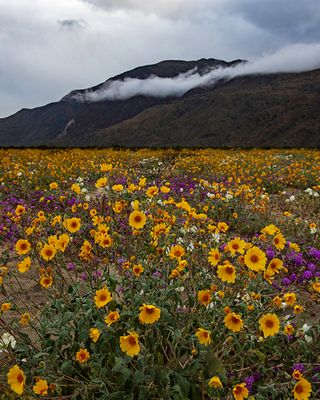 Desert Gold Sunflowers, Anza Borrego Sesert State Park, CA 