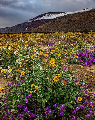 Sand Verbena, Evening Primrose, and  Desert Gold Sunflowers in Anza-Borrego Desert State Park, CA