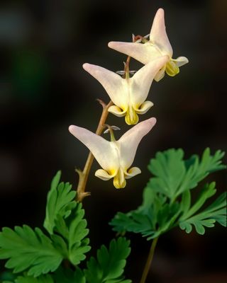Dutchman's Breeches.jpg