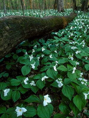 Trillium and Ryerson Woods, IL