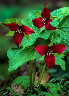 Red Trillium, Mississippi Palisades State Park, IL