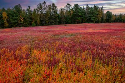 Blueberry Fields near Aurora, ME