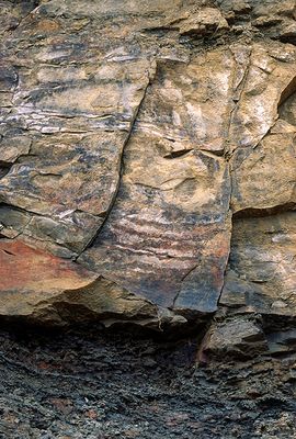 Lycopsid tree trunk fossil in Pennsylvanian Joggins Cliffs Formation, Nova Scotia, Canada