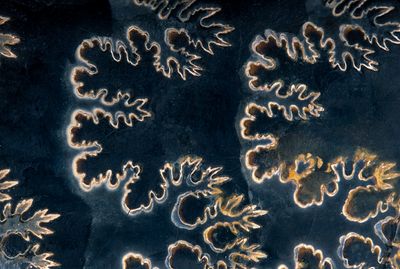 Ammonitic sutures in Cretaceous fossil cephalopod, Baculites