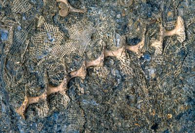 Mississippi Bryozoan, Archimedes