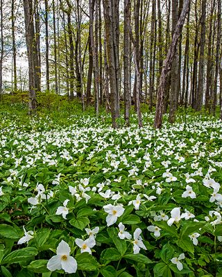 Large Flowered Trillium, Door County, WI