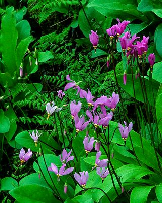 Jeffrey's Shooting Stars, Mississippi Palisades State Park, IL.jpg