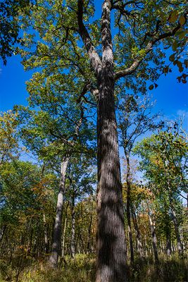 Giant Bur Oak, Somme Woods, Northbrook, IL