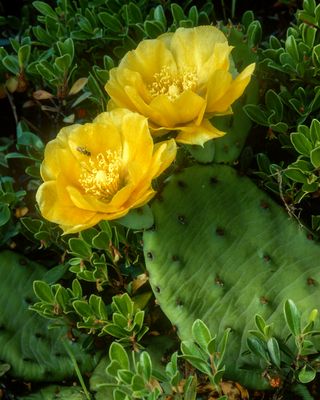Prickly Pear Illinois Beach Stte Prk, IL.jpg