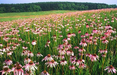 Pale Purple Coneflowers, Nachussa Grasslands, IL