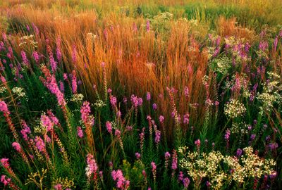 Little Blluestem, Flowering Spurge, and Prairie Blazing Star, Nachussa Grasslands, IL