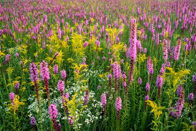 Prairie Blazing Star, Early Goldenrod and, Flowering Spurge, Gensburg-Markham Prairie, IL