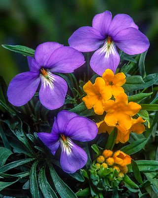 Birdsfoot Violets and Hoary Pucoon, Chiwaukee Prairie, WI