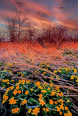 Sunrise Frost on Marsh Marigolds, Chiwaukee Prairie, Kenosha County, WI