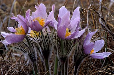 Pasque Flowers, Harlem Hills Prairie, IL